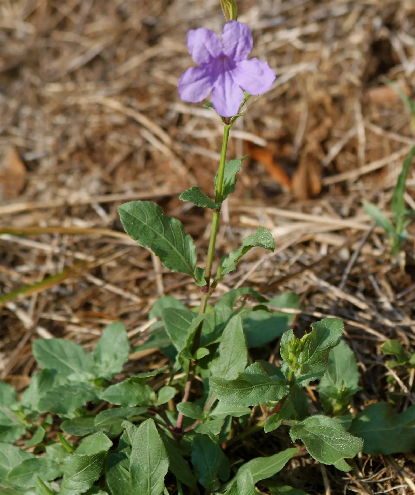 Wild Petunia (Ruellia Humilis) — From early summer to frost, image 104