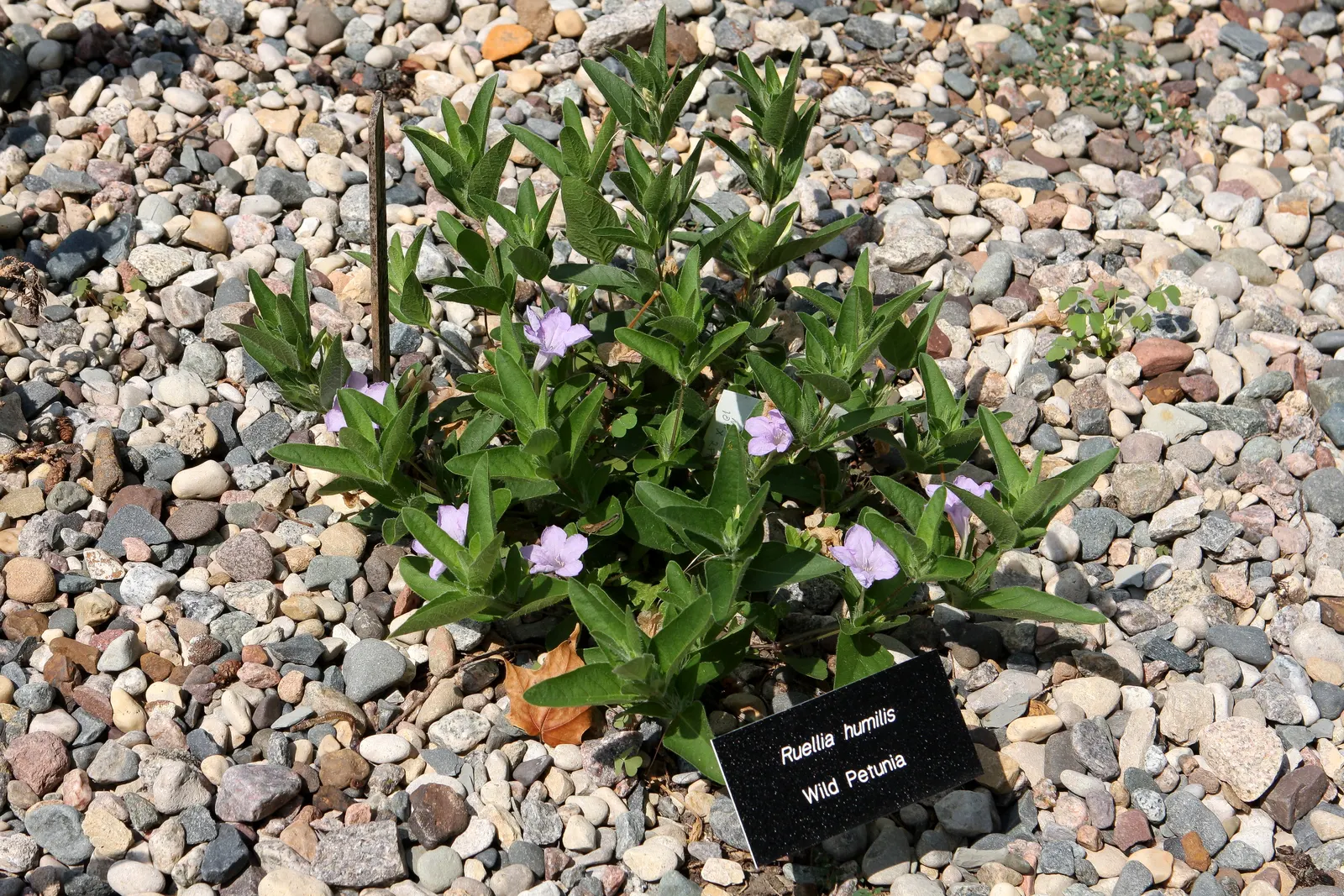 Wild Petunia (Ruellia Humilis) — which can add a bright splash of color to your landscape design.<br><br>Hardy in USDA zones 4 to 8; its leaves are, image 107