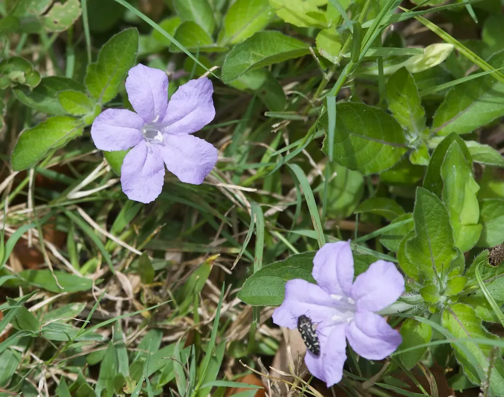 Wild Petunia (Ruellia Humilis) — this plant produces an abundance of lavender to purplish-blue flowers; its ability to self-seed ensures a, image 82