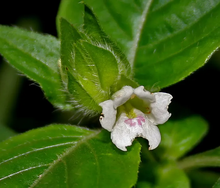Wild Petunia (Ruellia Humilis) — measuring approximately 3 to 4 inches in length with fine hairs that give them a slightly fuzzy texture; it provides a
