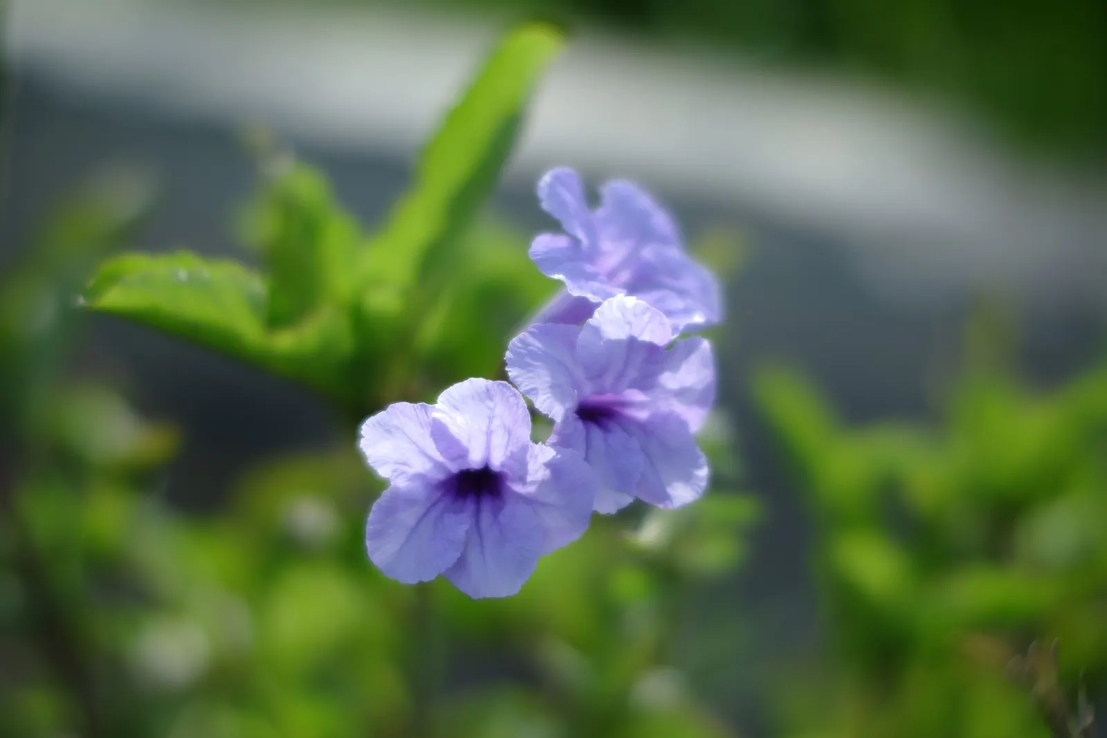 Wild Petunia (Ruellia Humilis) — Its leaves are lanceolate and a rich green; blue and lavender flowers in the garden, image 56