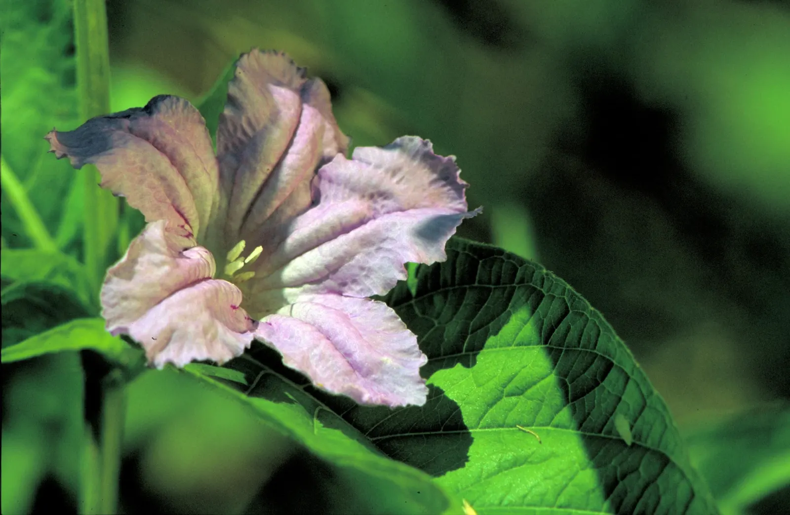 Wild Petunia (Ruellia Humilis) — Its leaves are lanceolate and a rich green; blue and lavender flowers in the garden