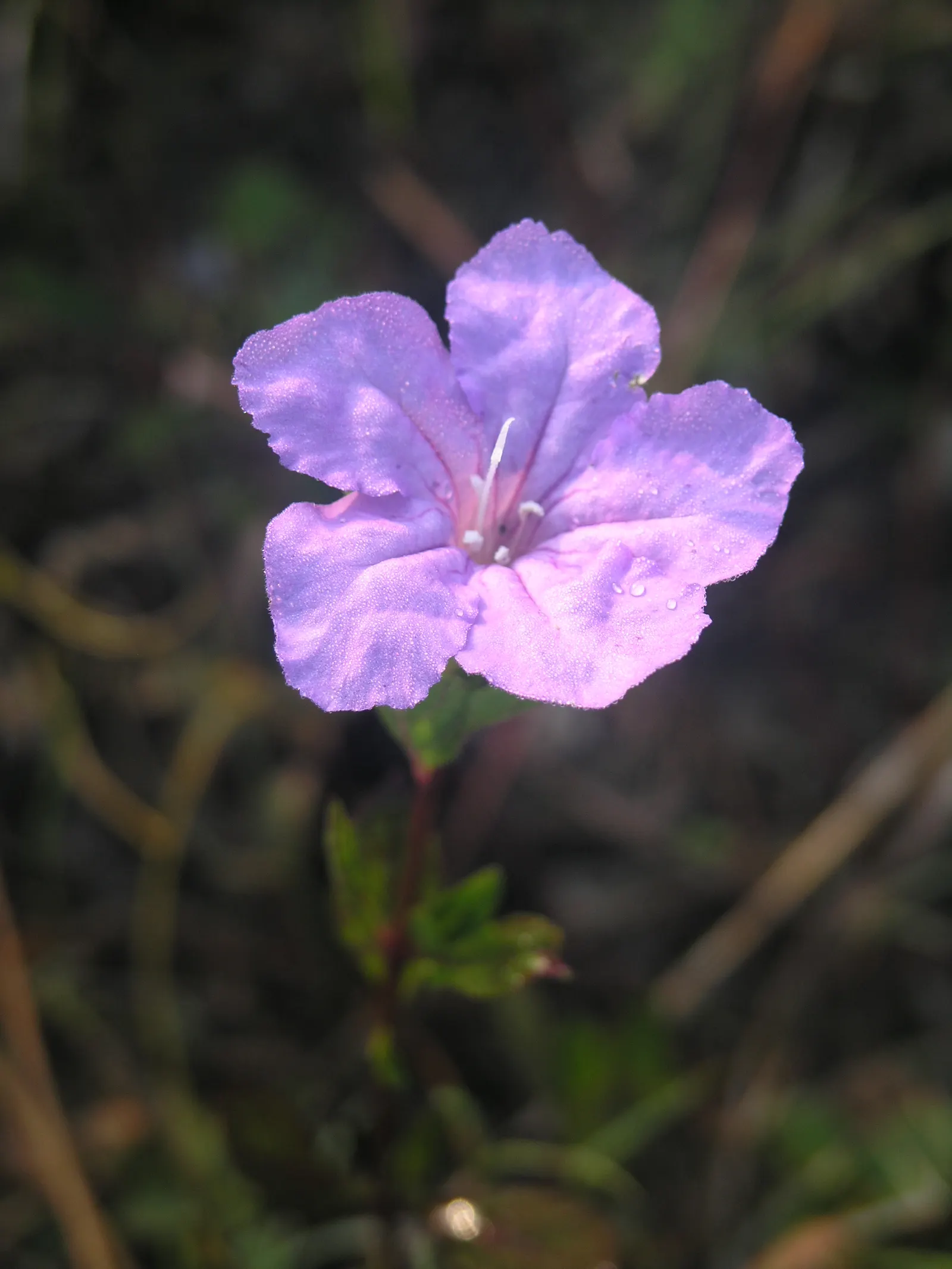 Wild Petunia (Ruellia Humilis) — commonly known as Wild Petunia