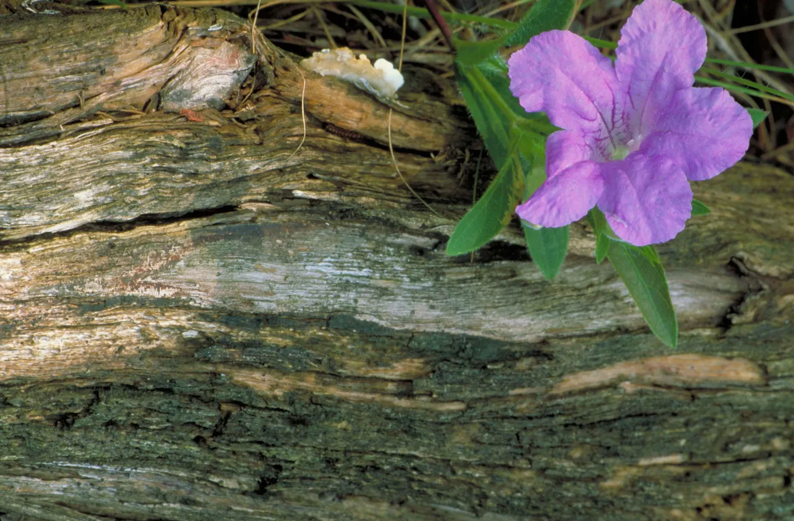 Wild Petunia (Ruellia Humilis) — blue and lavender flowers in the garden; attracts pollinators while resisting deer, adding both beauty and function to diverse