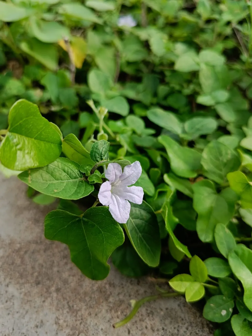 Wild Petunia (Ruellia Humilis) — perennial for full; offering a low-fuss option for the cultivation of natural aesthetics in your client's garden, image 69