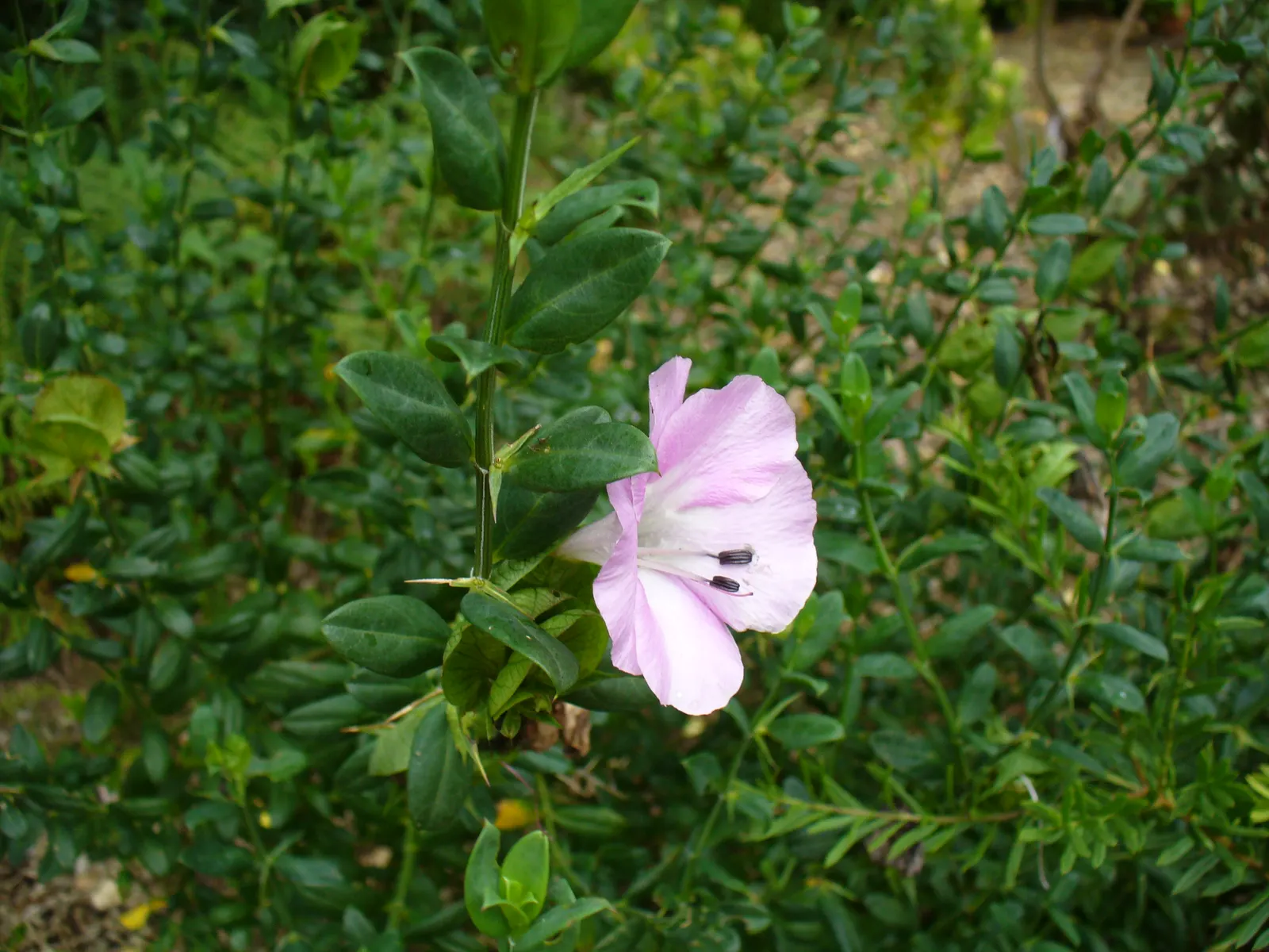 Wild Petunia (Ruellia Humilis) — which can add a bright splash of color to your landscape design.<br><br>Hardy in USDA zones 4 to 8; its leaves are, image 84