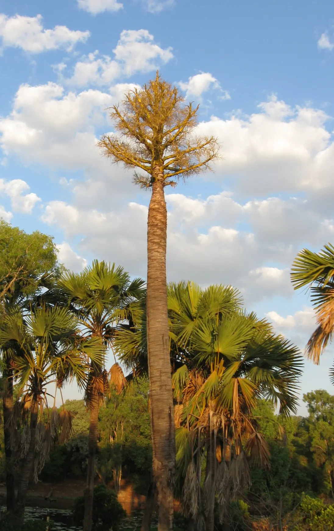 Table Palm (Livistona Rotundifolia) — preferring well-drained soil that is consistently moist; seeking to integrate a tropical flair into their outdoor spaces