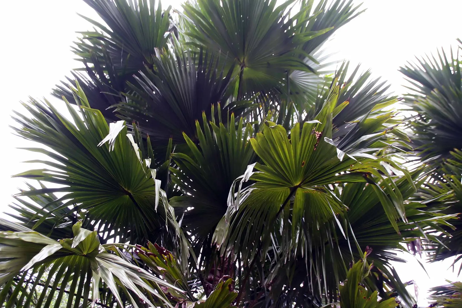 Table Palm (Livistona Rotundifolia) — Each leaf can span up to 2 feet in diameter when fully mature