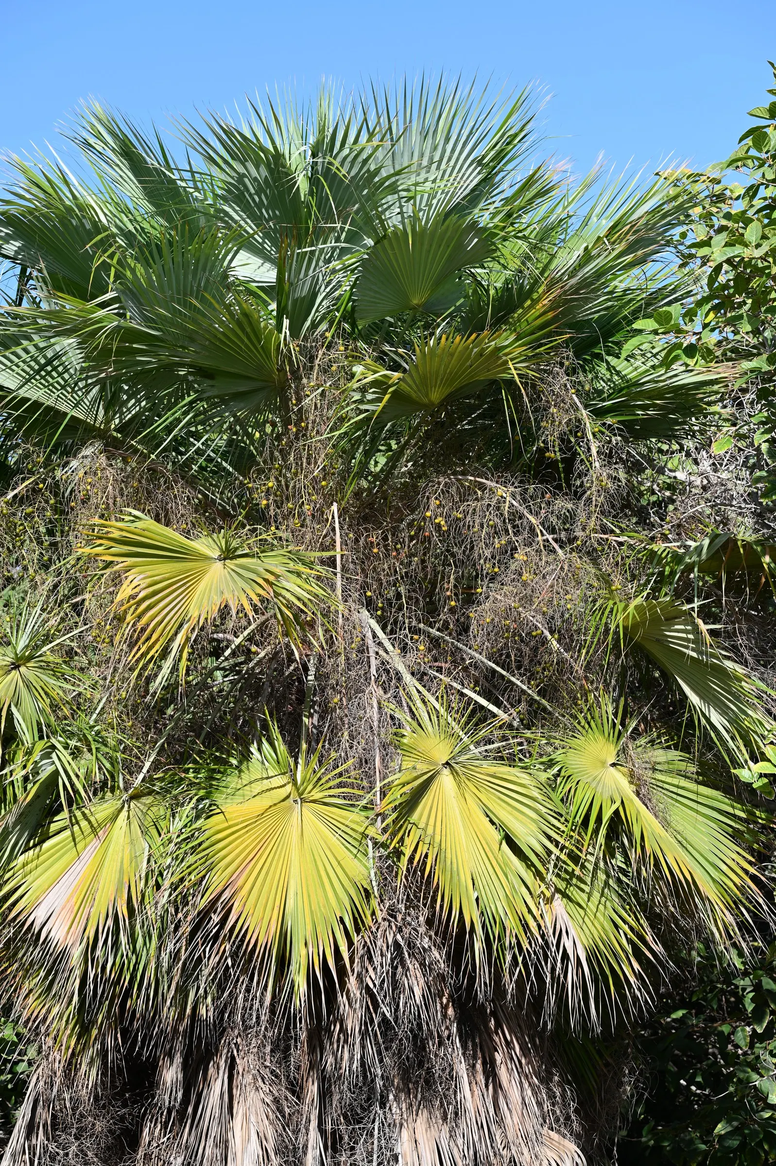 Table Palm (Livistona Rotundifolia) — ensuring they understand that patience is required to see this palm reach its full potential in a landscape