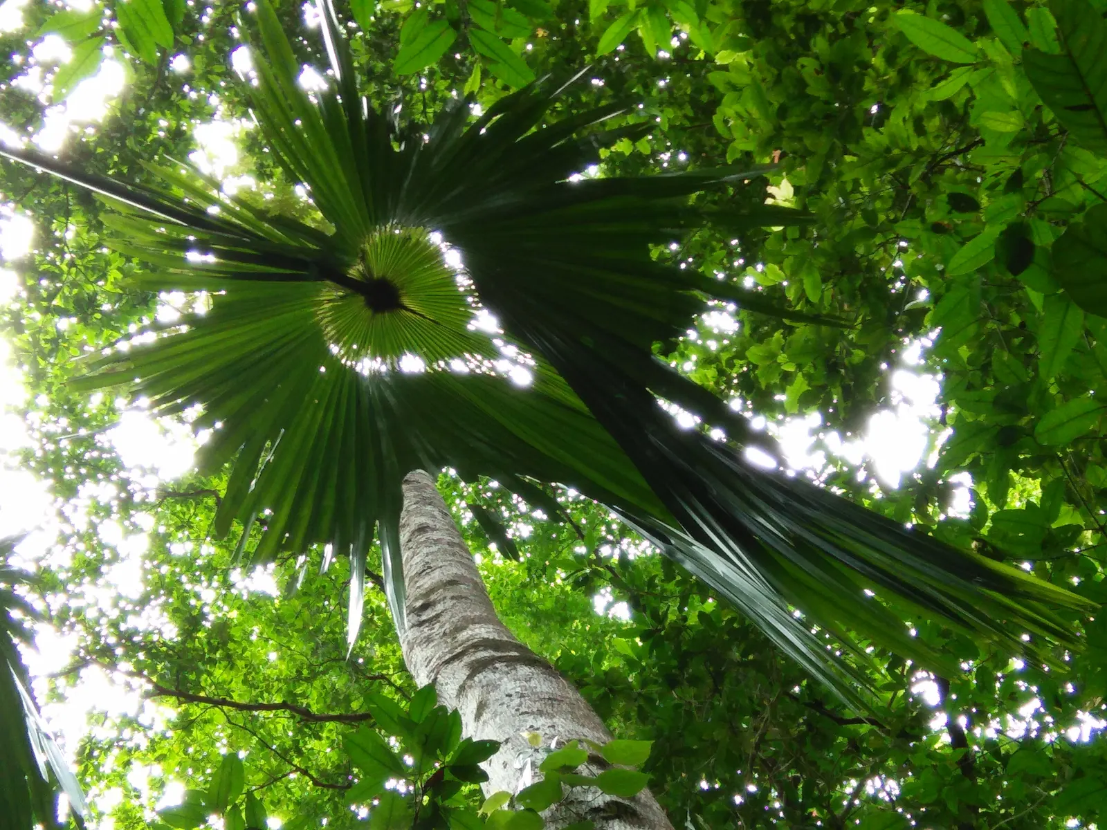 Table Palm (Livistona Rotundifolia) — The Table Palm (Livistona rotundifolia)