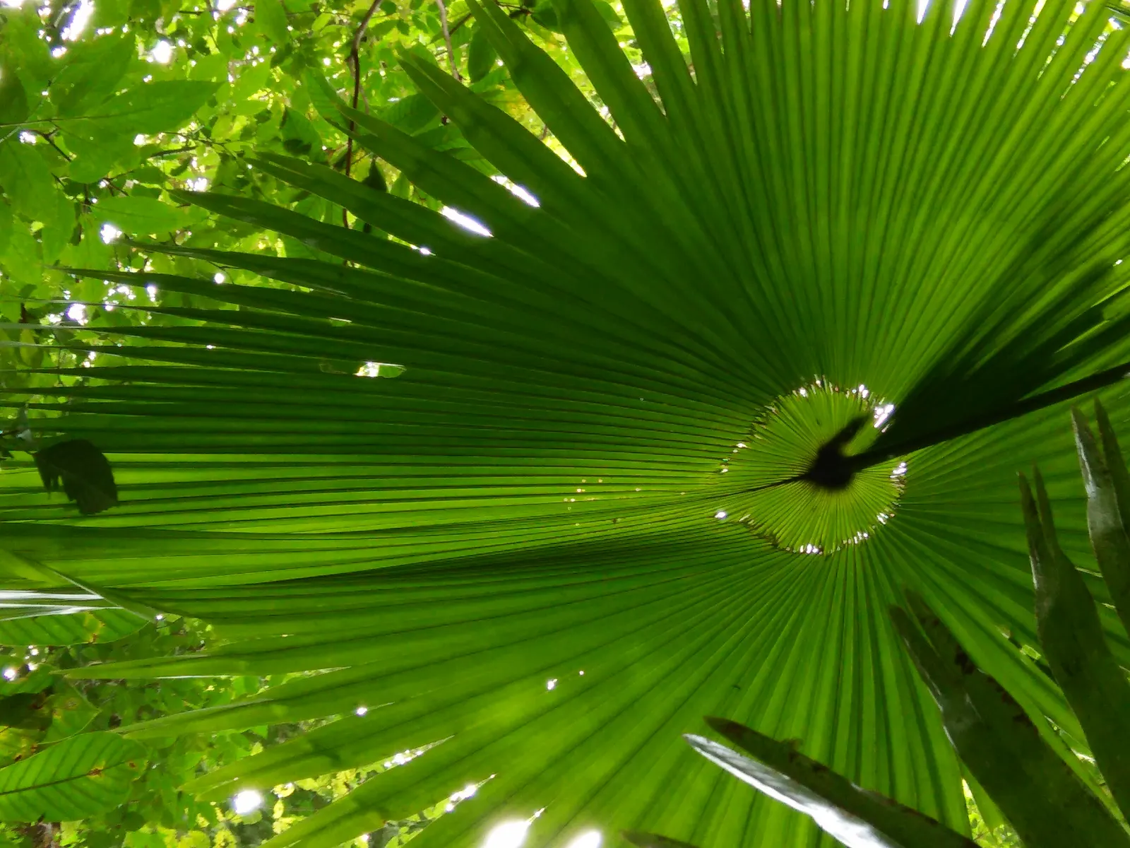Table Palm (Livistona Rotundifolia) — commonly referred to as the Table Palm or Footstool Palm