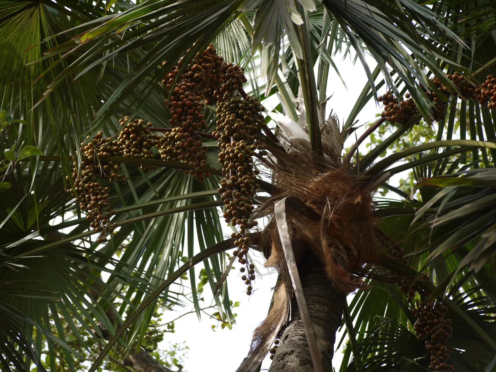 Table Palm (Livistona Rotundifolia) — incorporating the Table Palm into a garden can create an exotic and elegant focal point