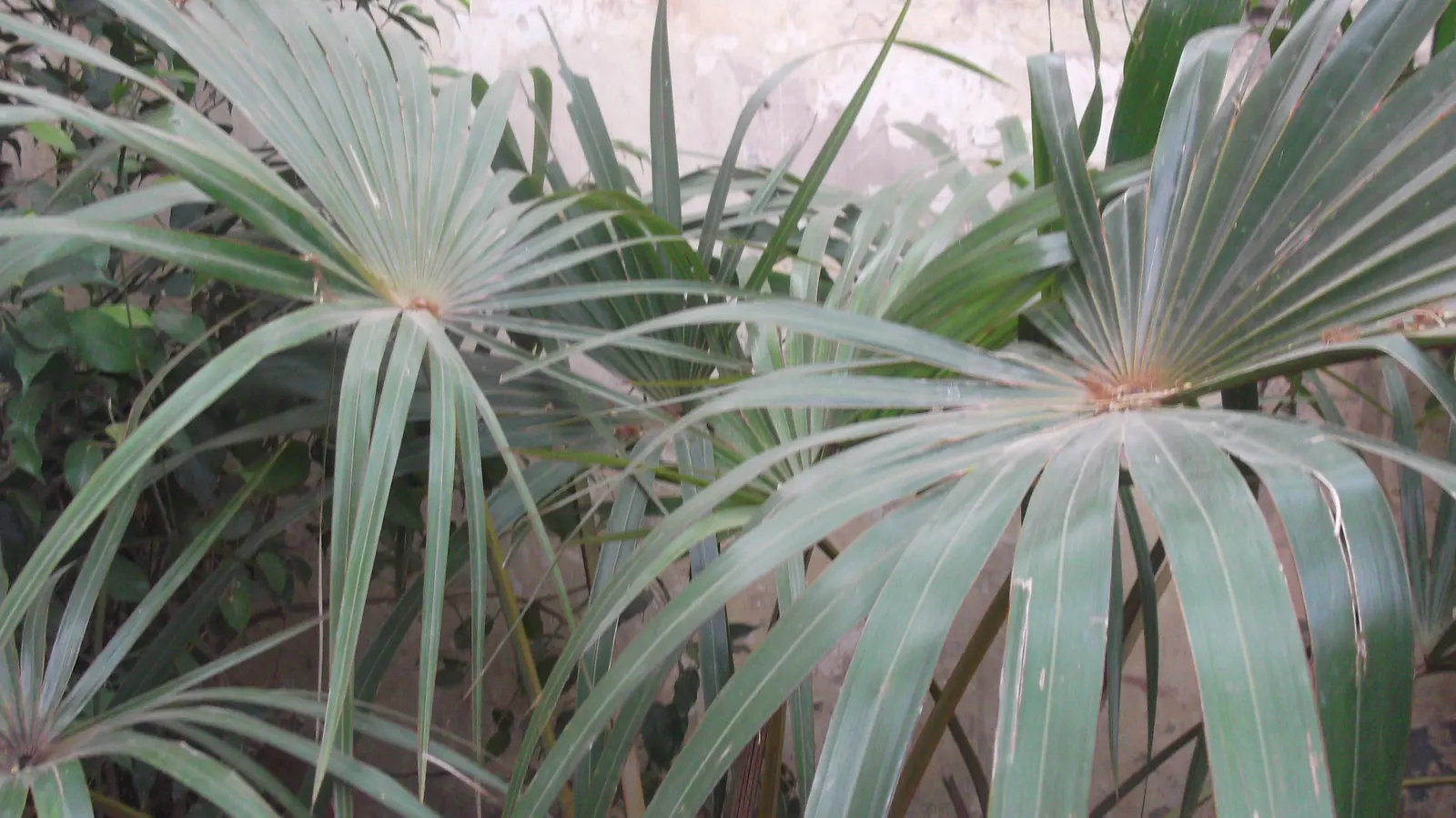 Table Palm (Livistona Rotundifolia) — adds a tropical flair to any setting; glossy leaves which emanate from a central point, image 52