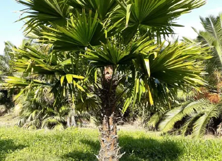 Table Palm (Livistona Rotundifolia) — it's a low-maintenance choice suitable for containers or en masse plantings in zones 10 to 11