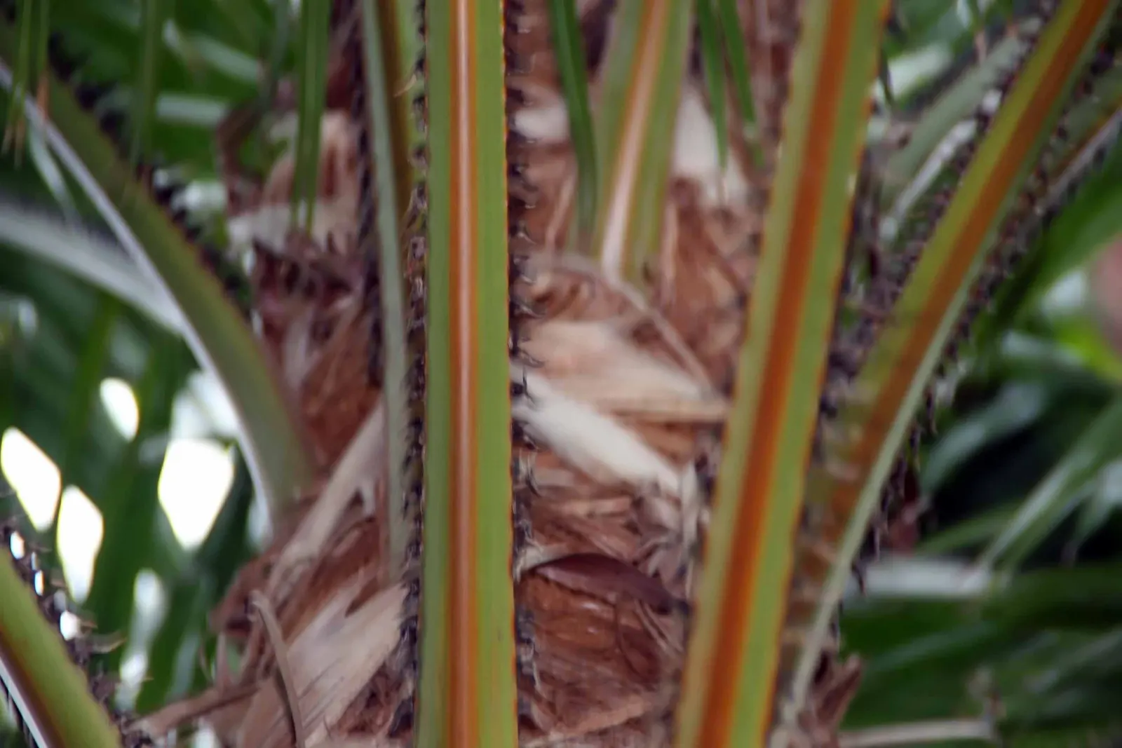 Table Palm (Livistona Rotundifolia) — the Table Palm thrives in USDA hardiness zones 10 through 11
