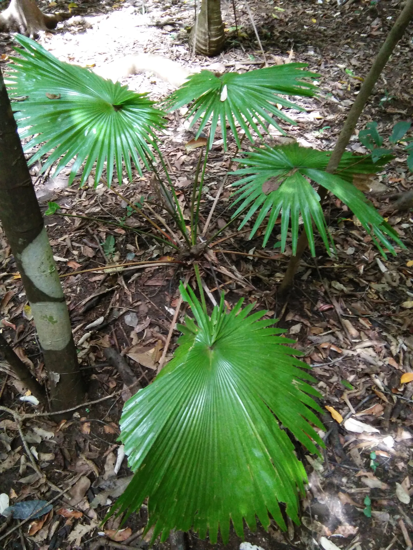 Table Palm (Livistona Rotundifolia) — advise clients about its moderate growth; represents a captivating choice for both landscape designers and garden