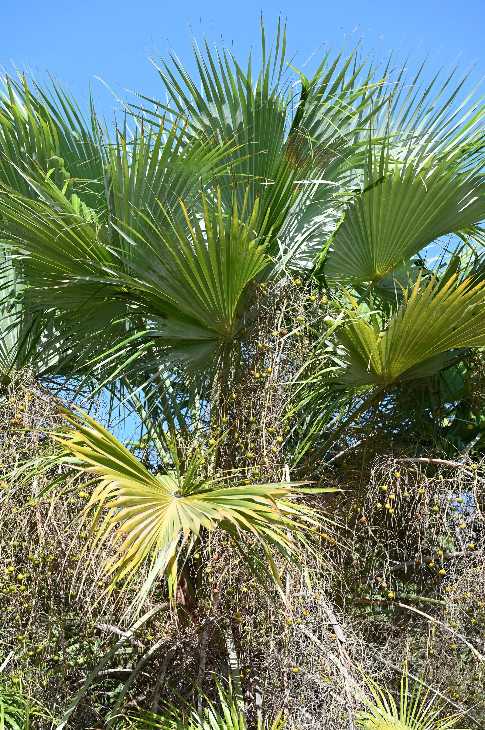 Table Palm (Livistona Rotundifolia) — Preferring partial shade and well-draining soil; palm for full