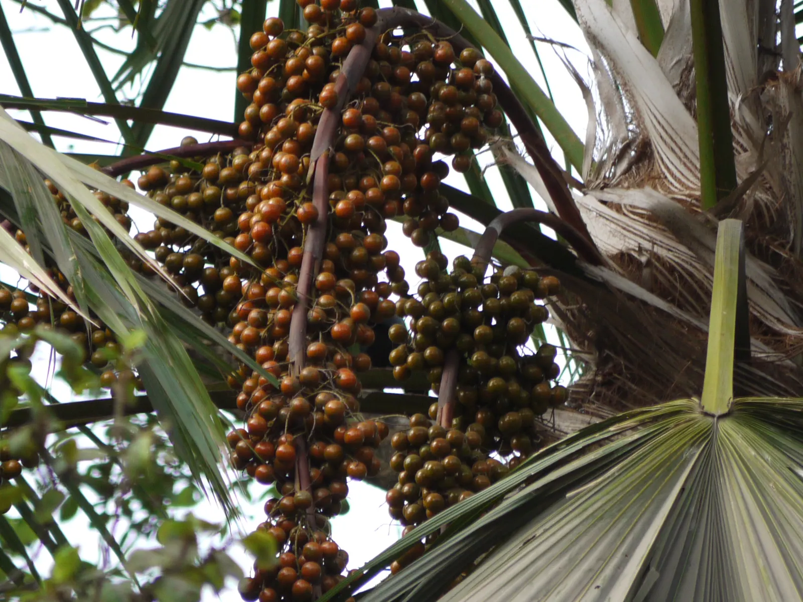 Table Palm (Livistona Rotundifolia) — making it versatile for various garden or interior settings