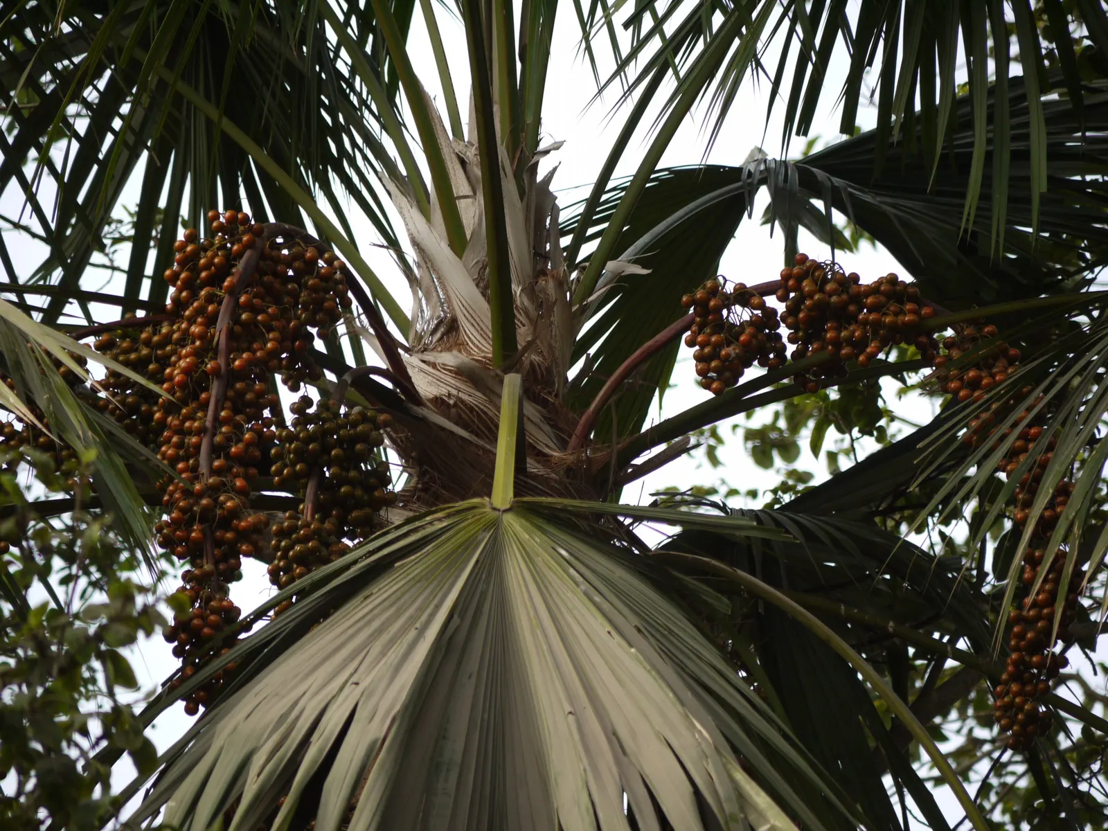 Table Palm (Livistona Rotundifolia) — Preferring partial shade and well-draining soil