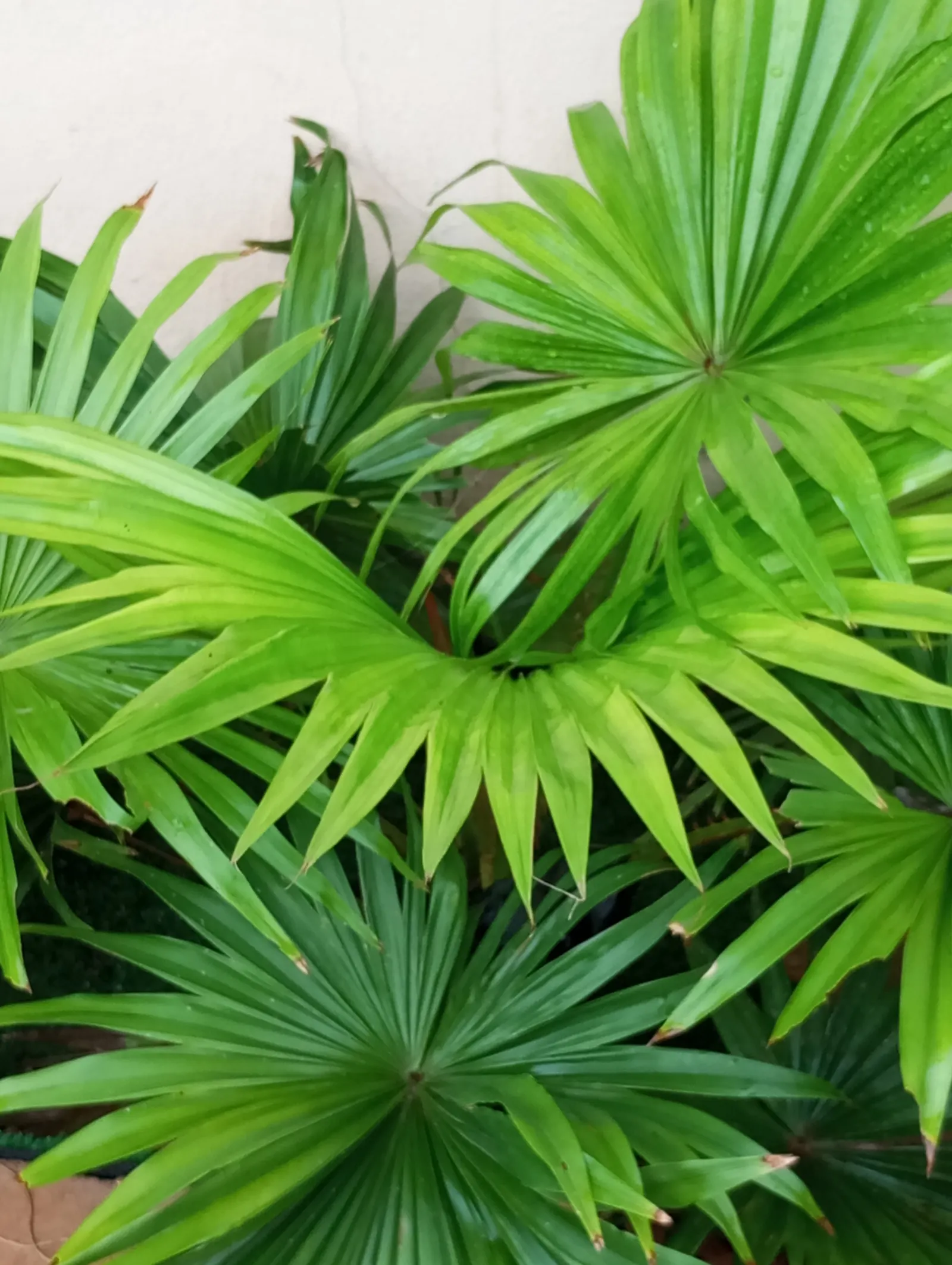 Table Palm (Livistona Rotundifolia) — This palm is treasured for its striking fan-shaped