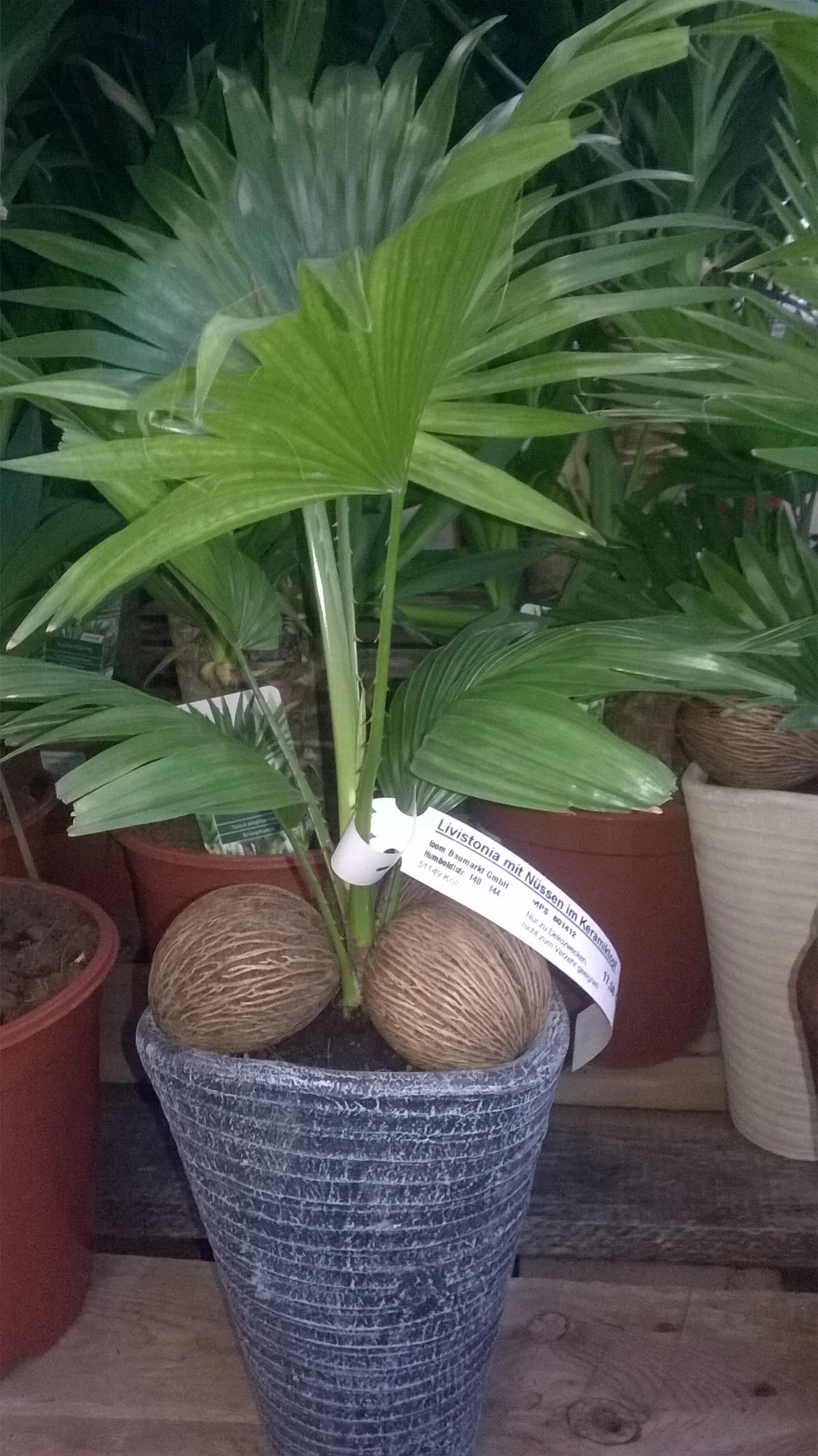 Table Palm (Livistona Rotundifolia) — represents a captivating choice for both landscape designers and garden enthusiasts alike