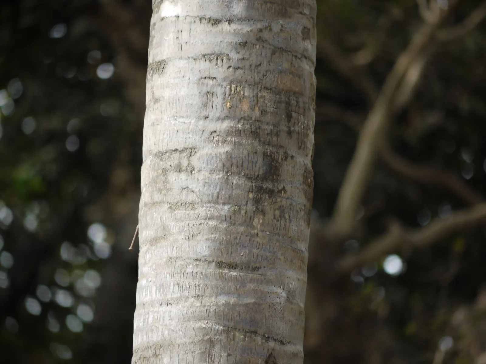 Table Palm (Livistona Rotundifolia) — adds a tropical flair to any setting