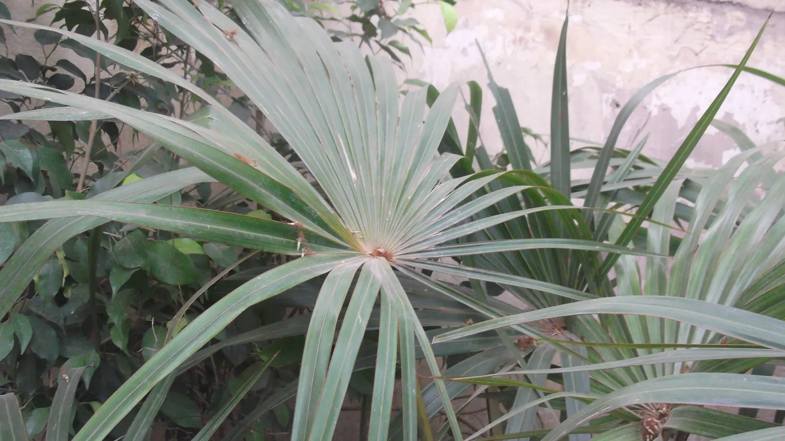 Table Palm (Livistona Rotundifolia) — The Table Palm (Livistona rotundifolia); preferring partial shade and well-draining soil, image 51