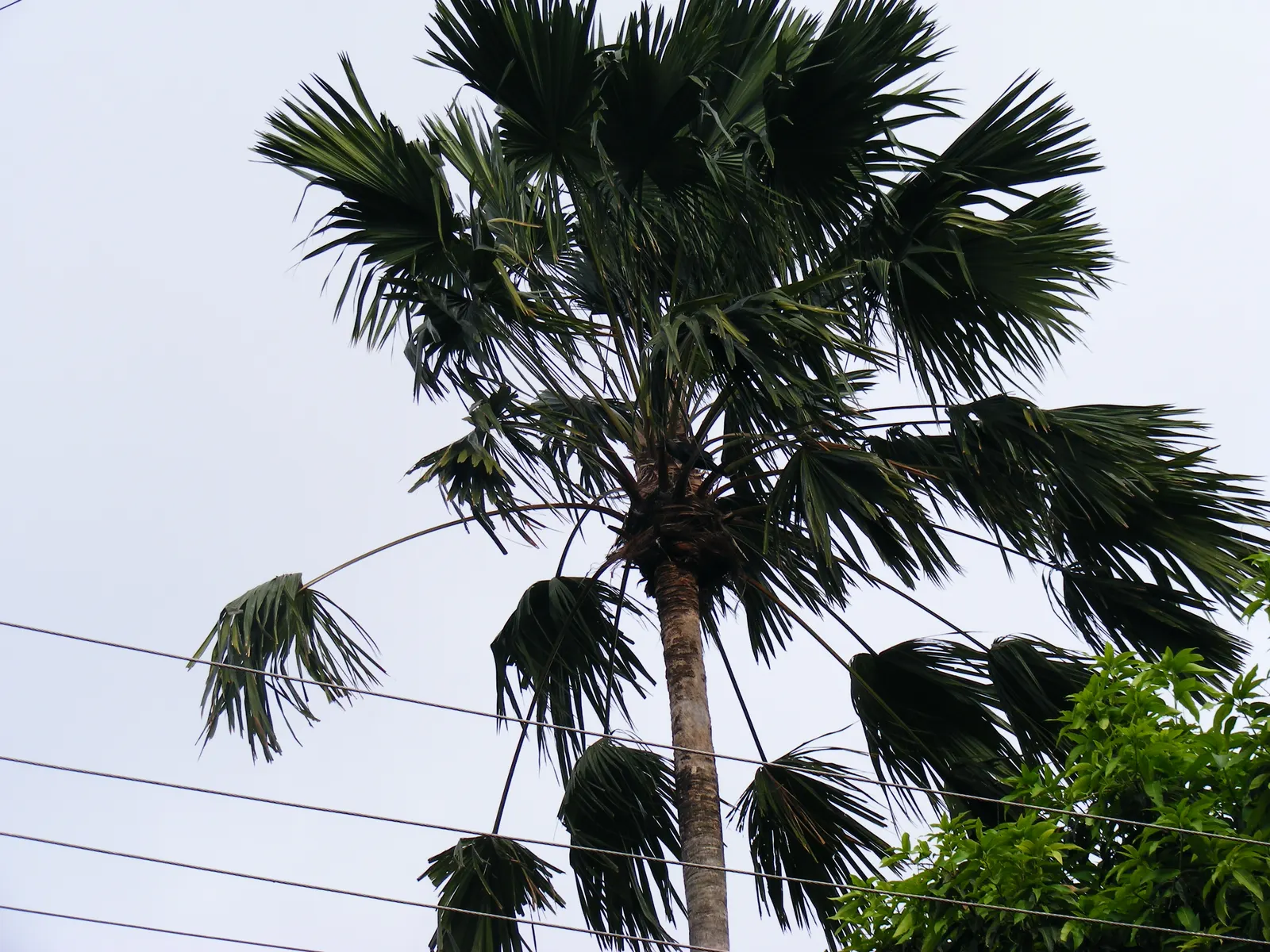 Table Palm (Livistona Rotundifolia) — seeking to integrate a tropical flair into their outdoor spaces or indoor atriums; this palm is treasured for, image 59