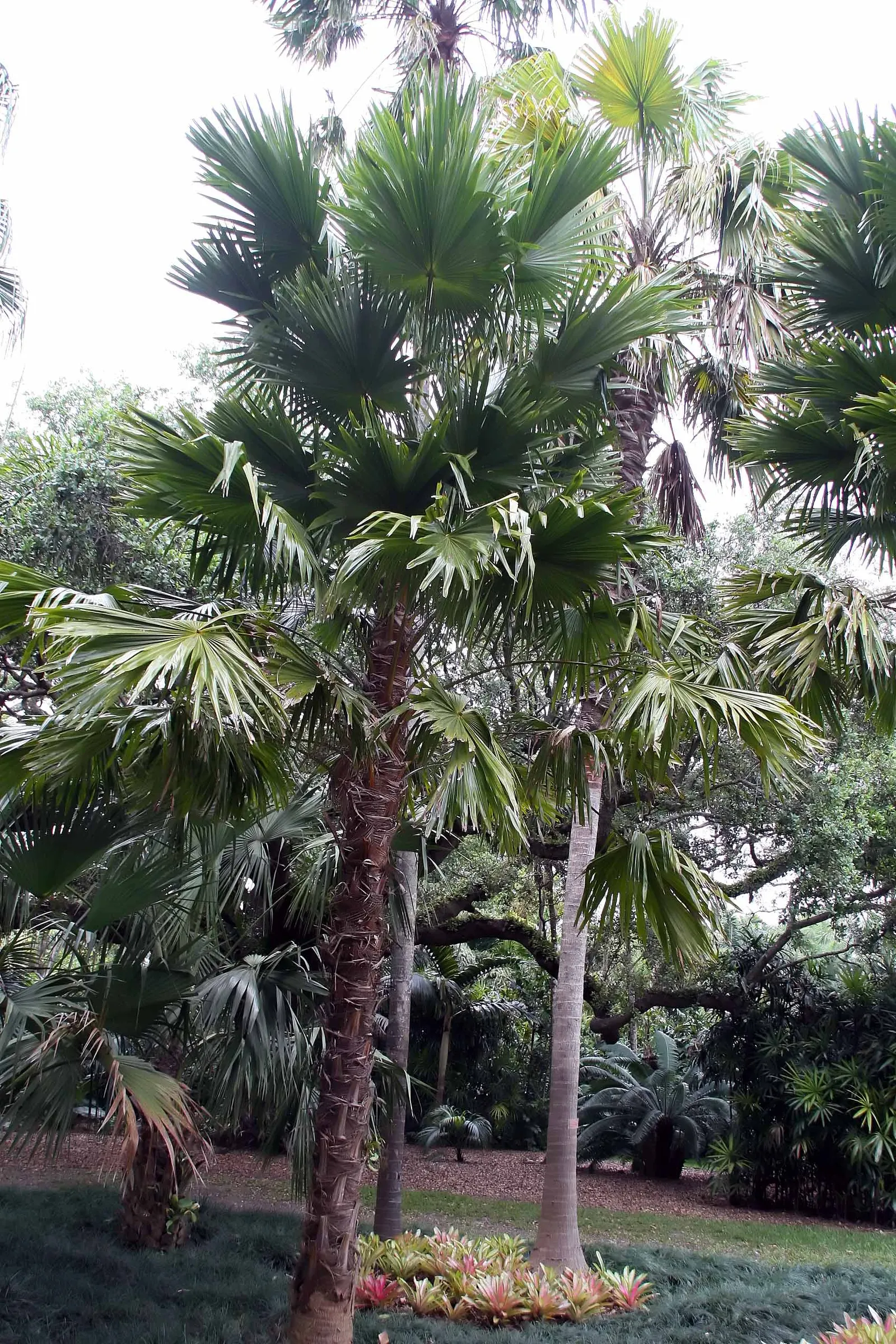Table Palm (Livistona Rotundifolia) — presenting a substantial foliage presence.<br><br>Adaptable and relatively low-maintenance