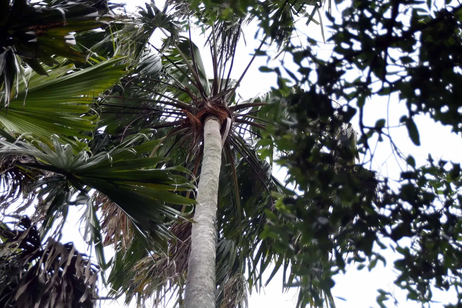 Table Palm (Livistona Rotundifolia) — glossy leaves which emanate from a central point