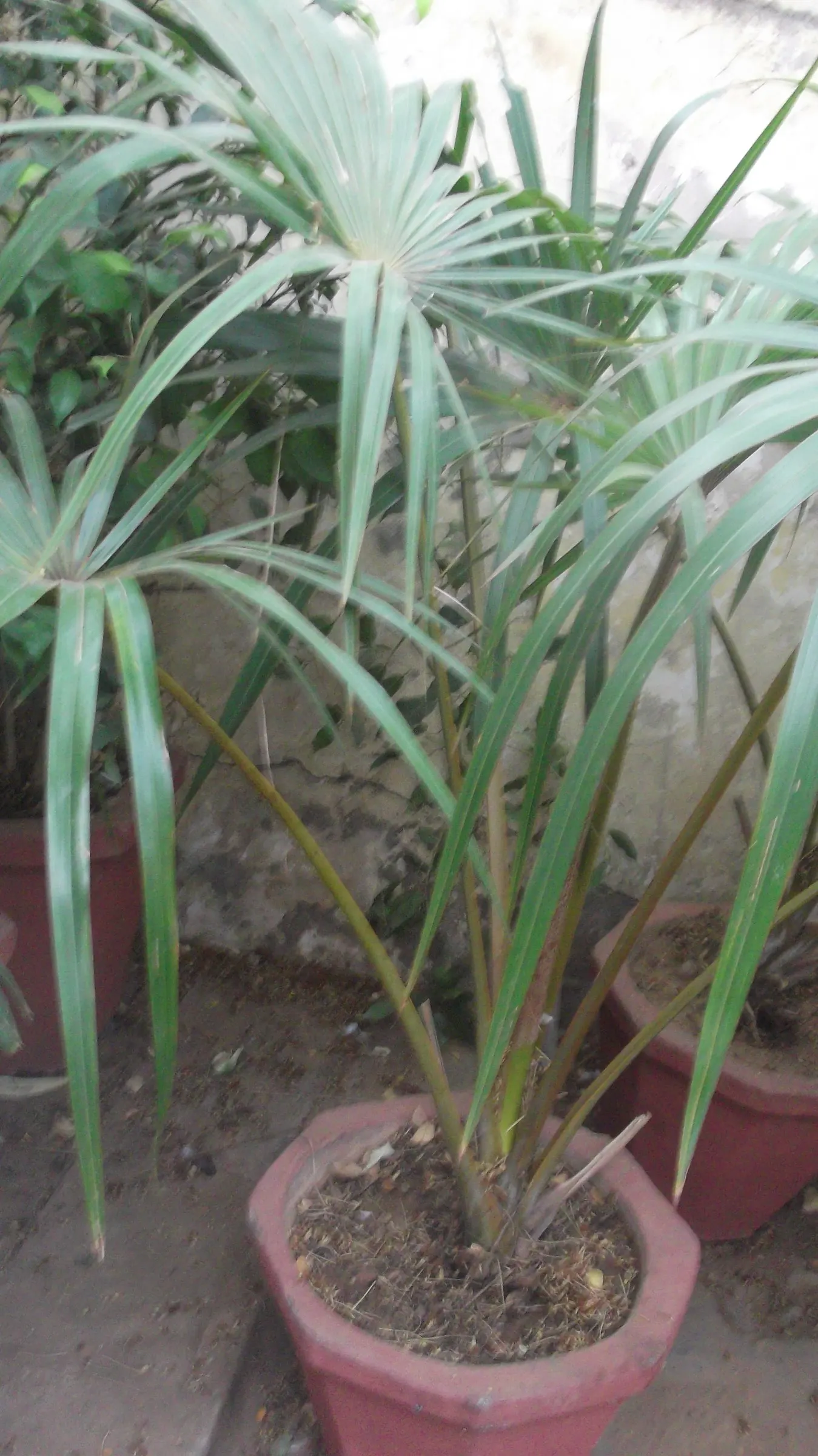 Table Palm (Livistona Rotundifolia) — It's a versatile palm, thriving indoors and out, reaching a modest height of 3-6 feet with a similar spread, image 53