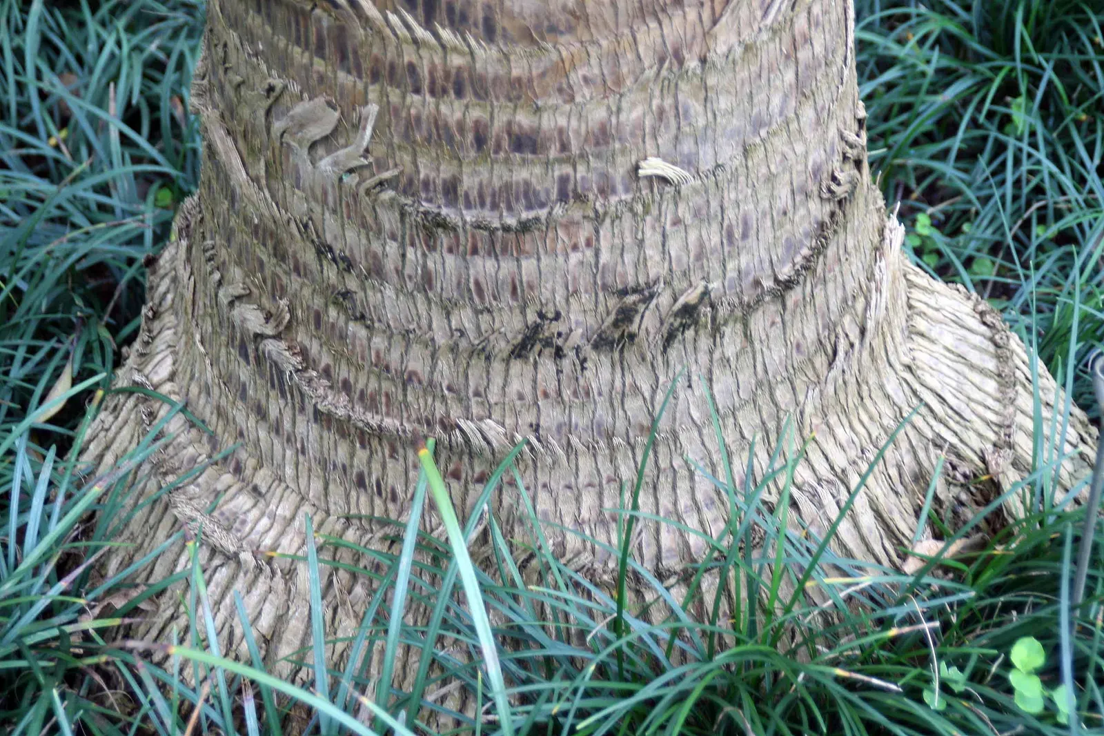Table Palm (Livistona Rotundifolia) — creating a dramatic visual appeal