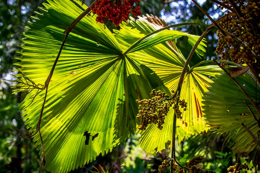 Table Palm (Livistona Rotundifolia) — palm for full; incorporating the Table Palm into a garden can create an exotic and elegant focal point