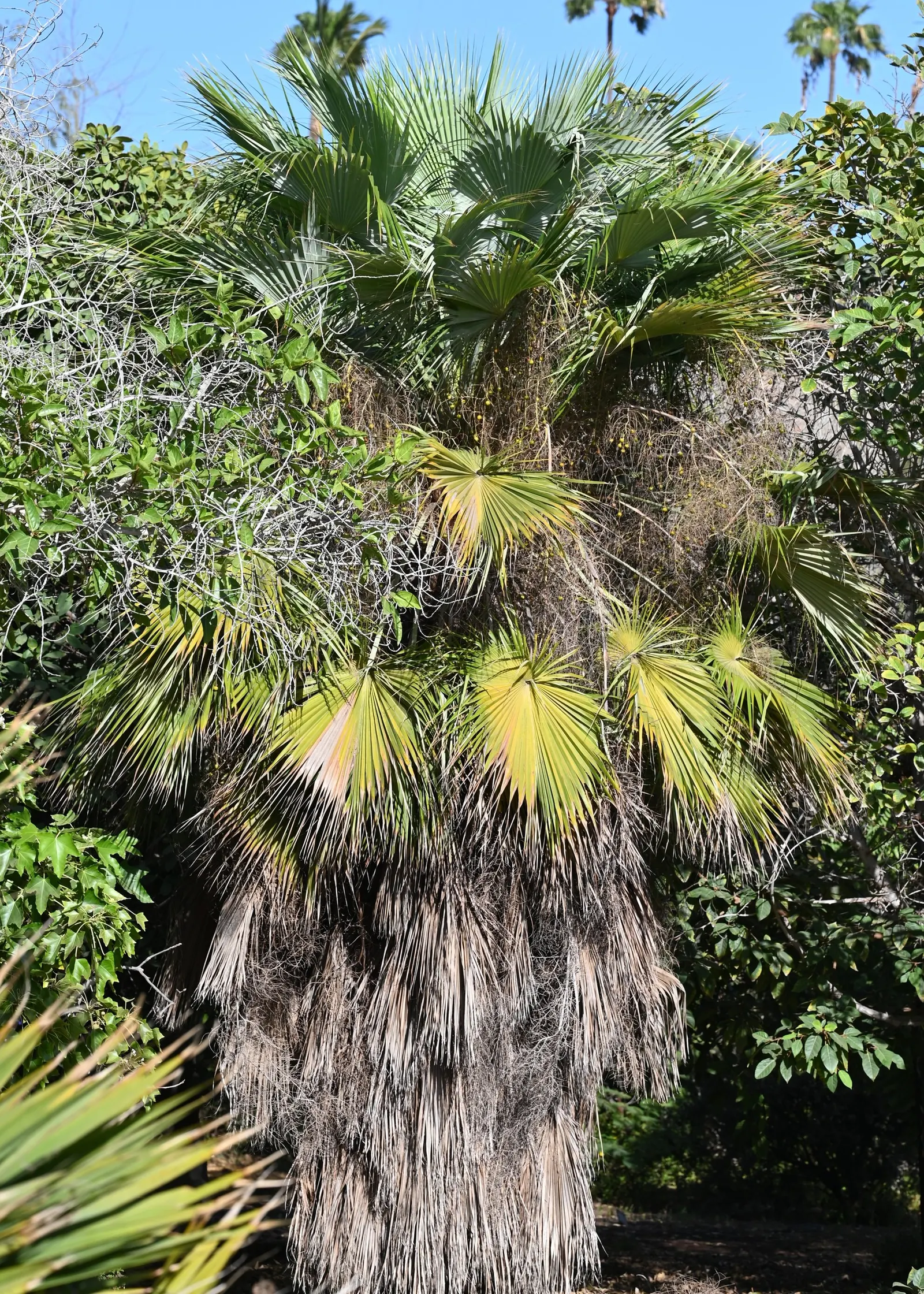 Table Palm (Livistona Rotundifolia) — seeking to integrate a tropical flair into their outdoor spaces or indoor atriums