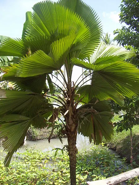 Table Palm (Livistona Rotundifolia) — Each leaf can span up to 2 feet in diameter when fully mature, image 63