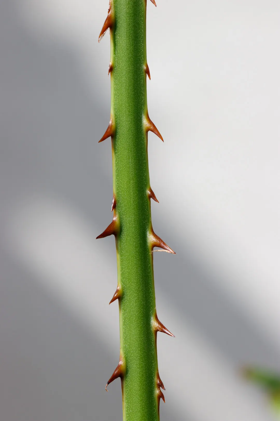 Table Palm (Livistona Rotundifolia) — it's a low-maintenance choice suitable for containers or en masse plantings in zones 10 to 11; commonly referred to as