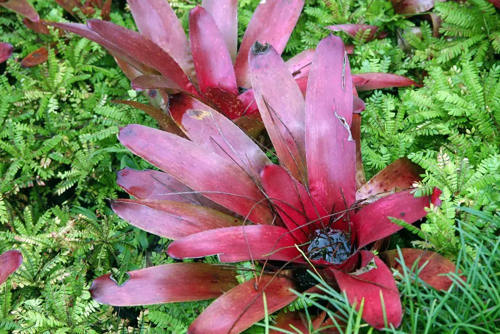 Table Palm (Livistona Rotundifolia) — While it appreciates bright; preferring well-drained soil that is consistently moist