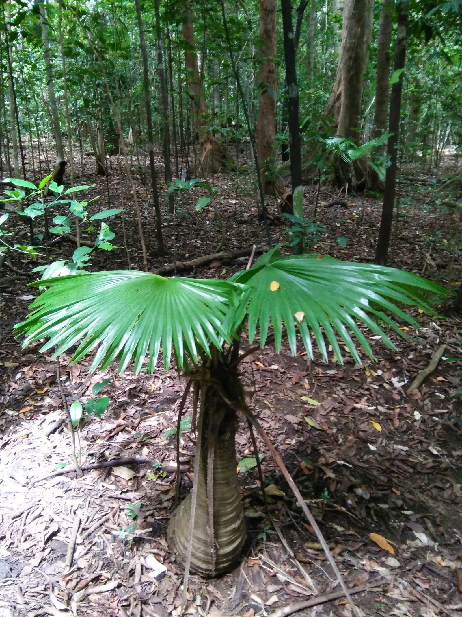 Table Palm (Livistona Rotundifolia) — ensuring they understand that patience is required to see this palm reach its full potential in a landscape; the Table