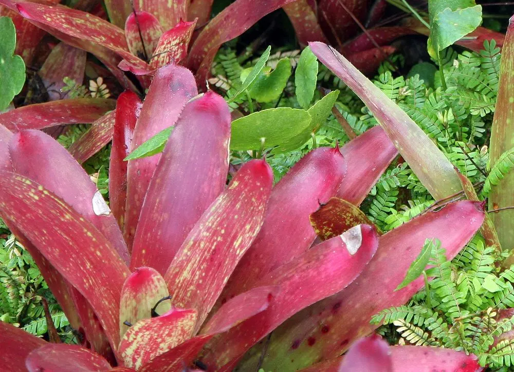 Table Palm (Livistona Rotundifolia) — it's a low-maintenance choice suitable for containers or en masse plantings in zones 10 to 11; commonly, image 55