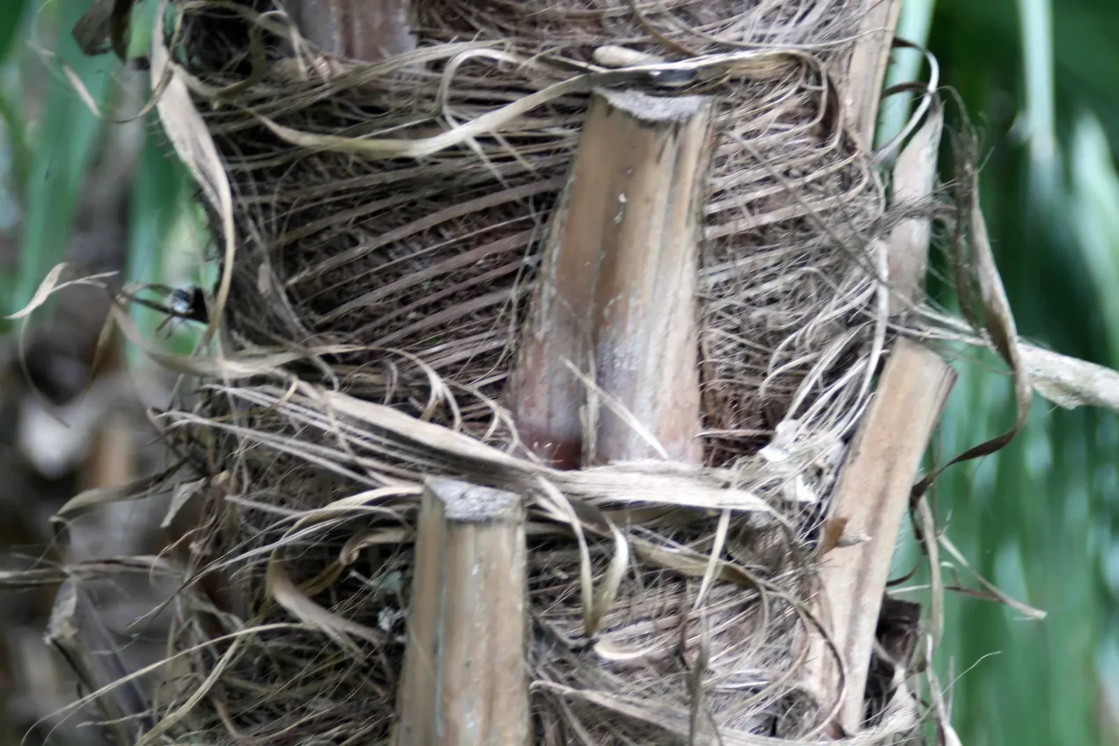 Table Palm (Livistona Rotundifolia) — albeit at a slow to moderate growth rate.<br><br>For the landscape designer