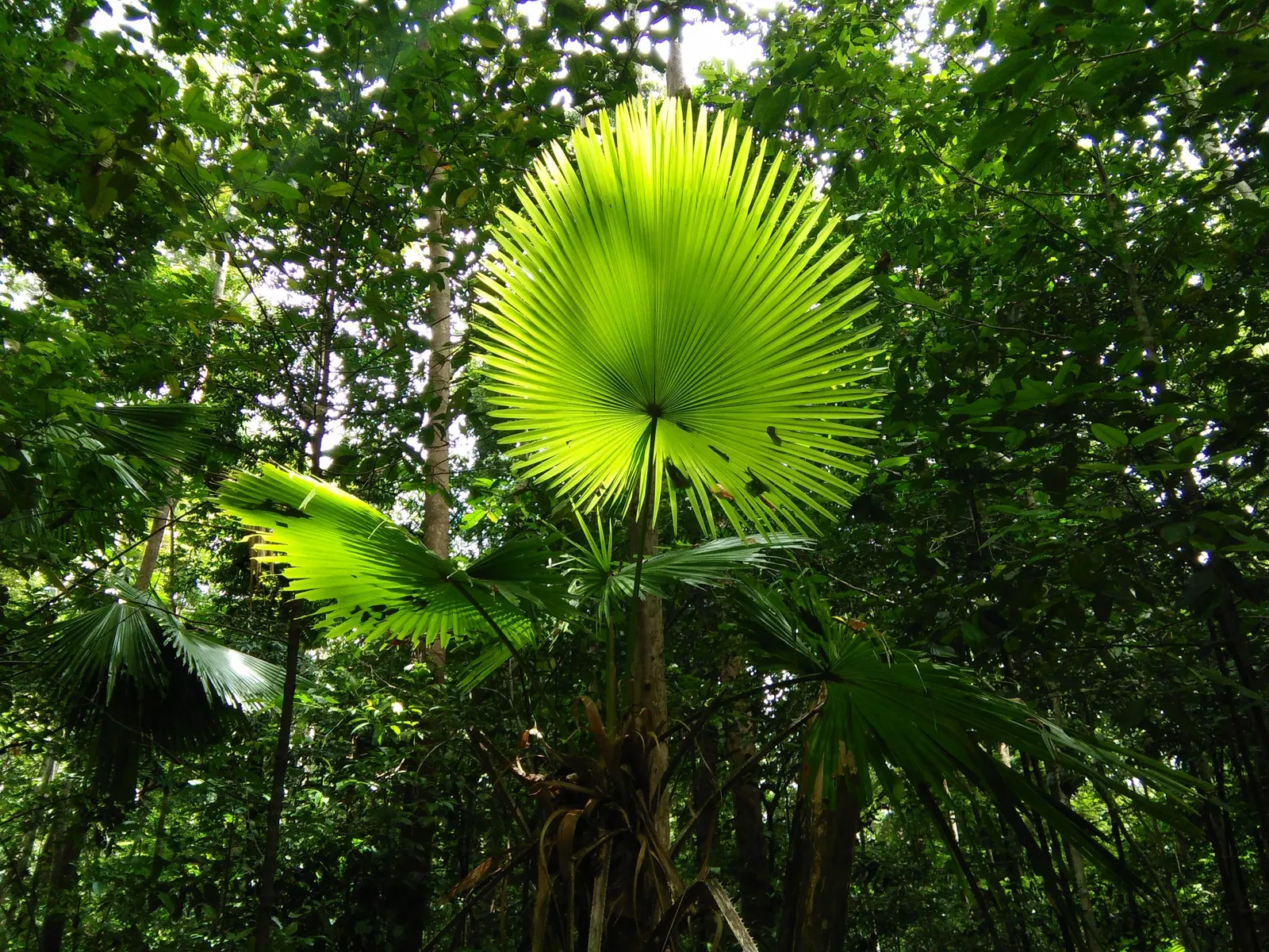 Table Palm (Livistona Rotundifolia) — Regular watering promotes lush growth, creating a dense, elegant foliage display