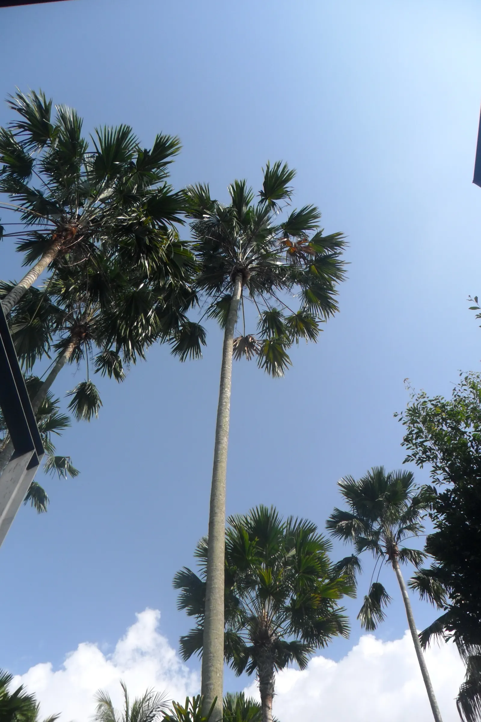 Table Palm (Livistona Rotundifolia) — It's a versatile palm, thriving indoors and out, reaching a modest height of 3-6 feet with a similar spread