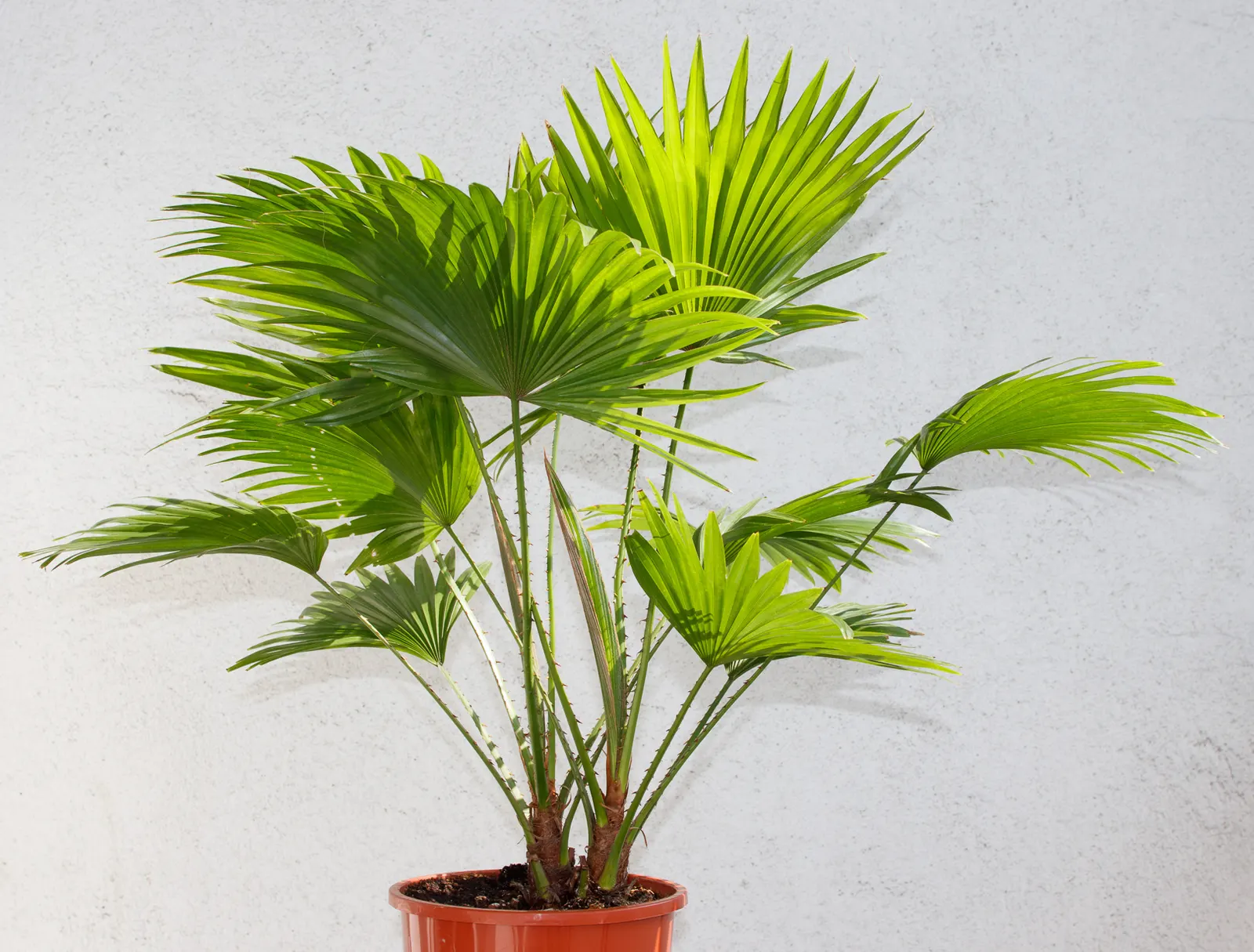 Table Palm (Livistona Rotundifolia) — Regular watering promotes lush growth, creating a dense, elegant foliage display; presenting a substantial foliage
