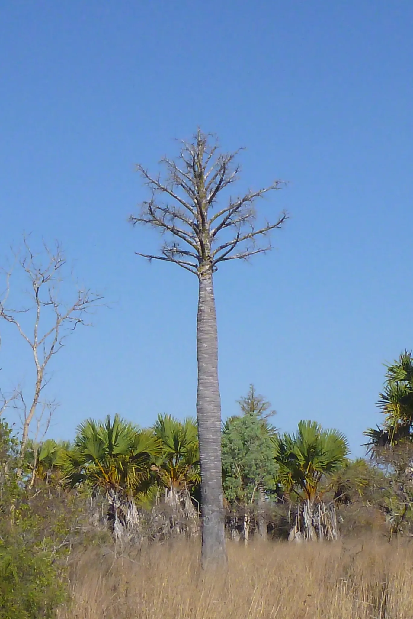 Table Palm (Livistona Rotundifolia) — albeit at a slow to moderate growth rate.<br><br>For the landscape designer; making it versatile for various garden or