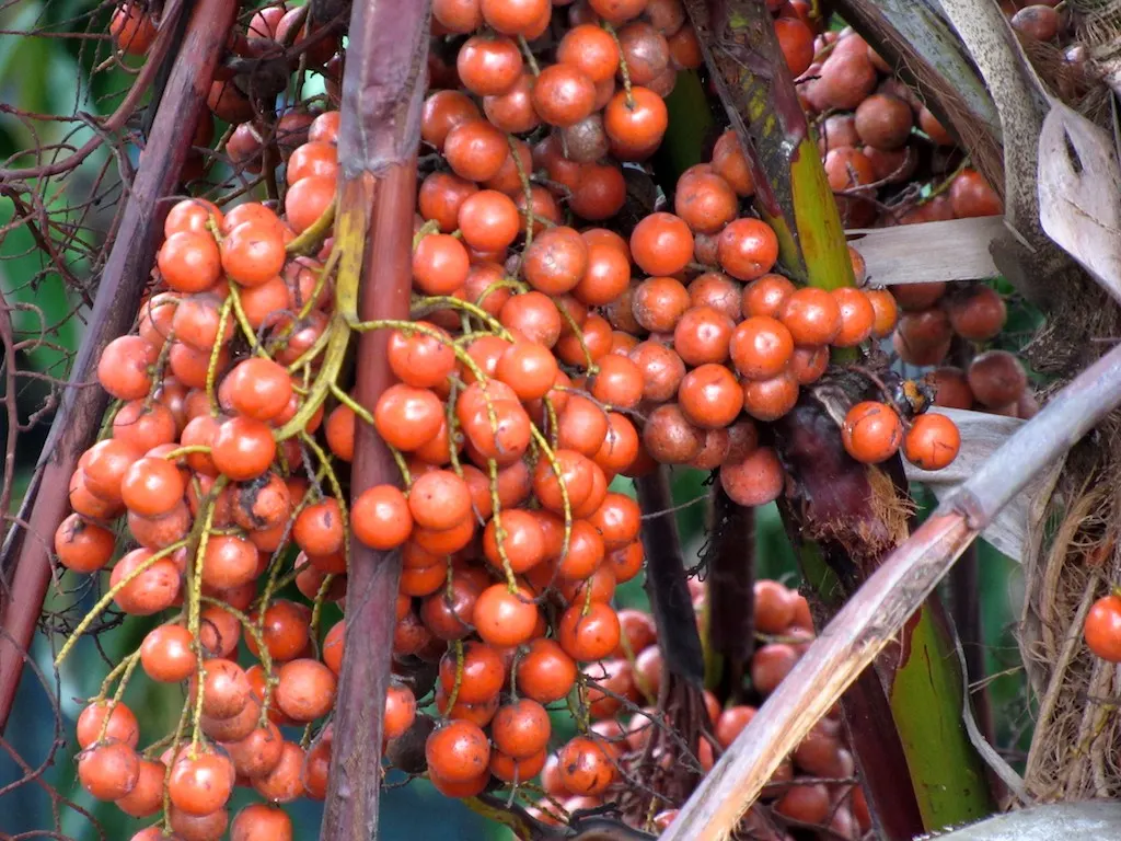 Table Palm (Livistona Rotundifolia) — creating a dramatic visual appeal; regular watering promotes lush growth, creating a dense, elegant foliage, image 62
