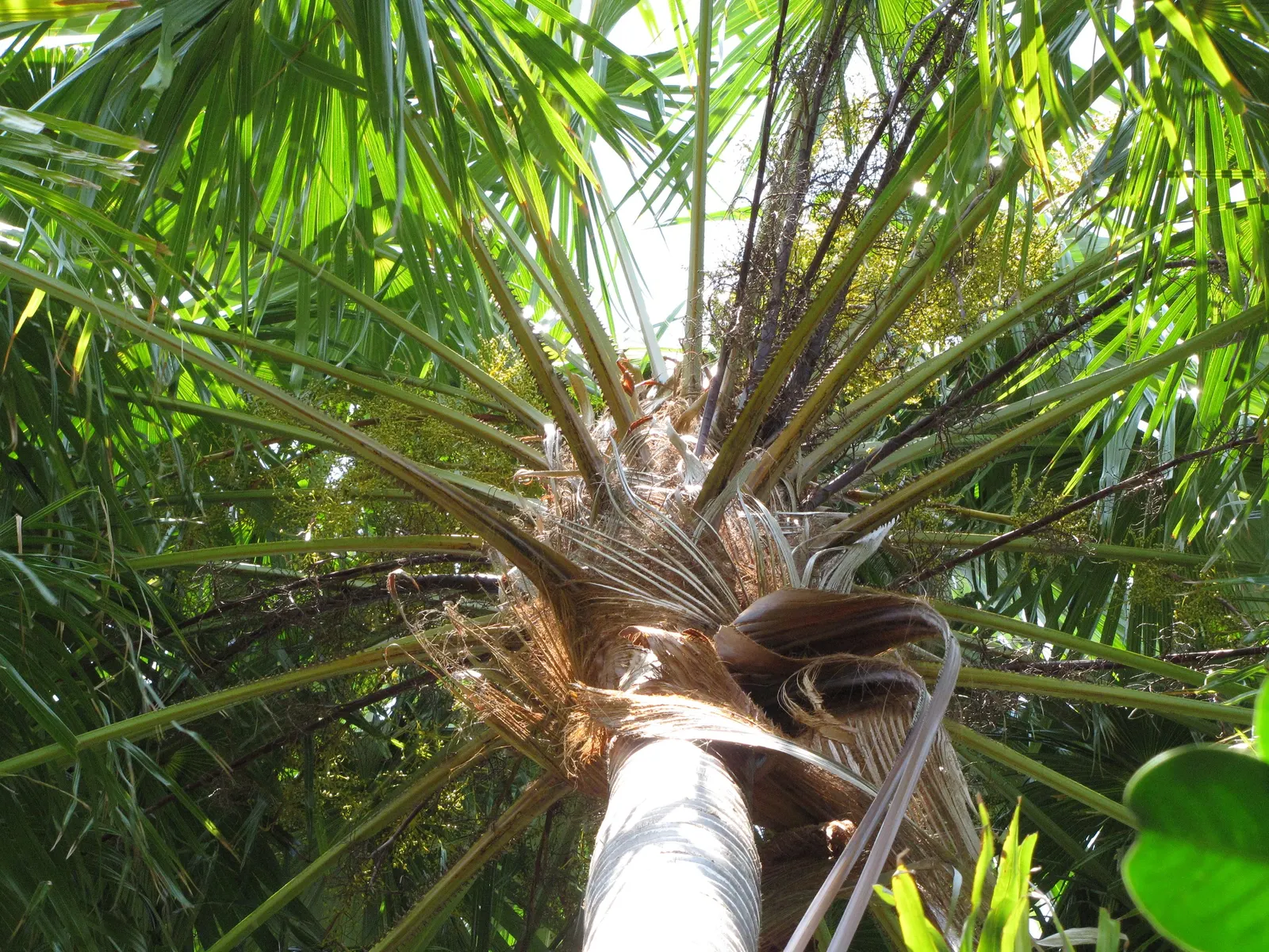 Table Palm (Livistona Rotundifolia) — it can also adapt to lower light conditions; advise clients about its moderate growth