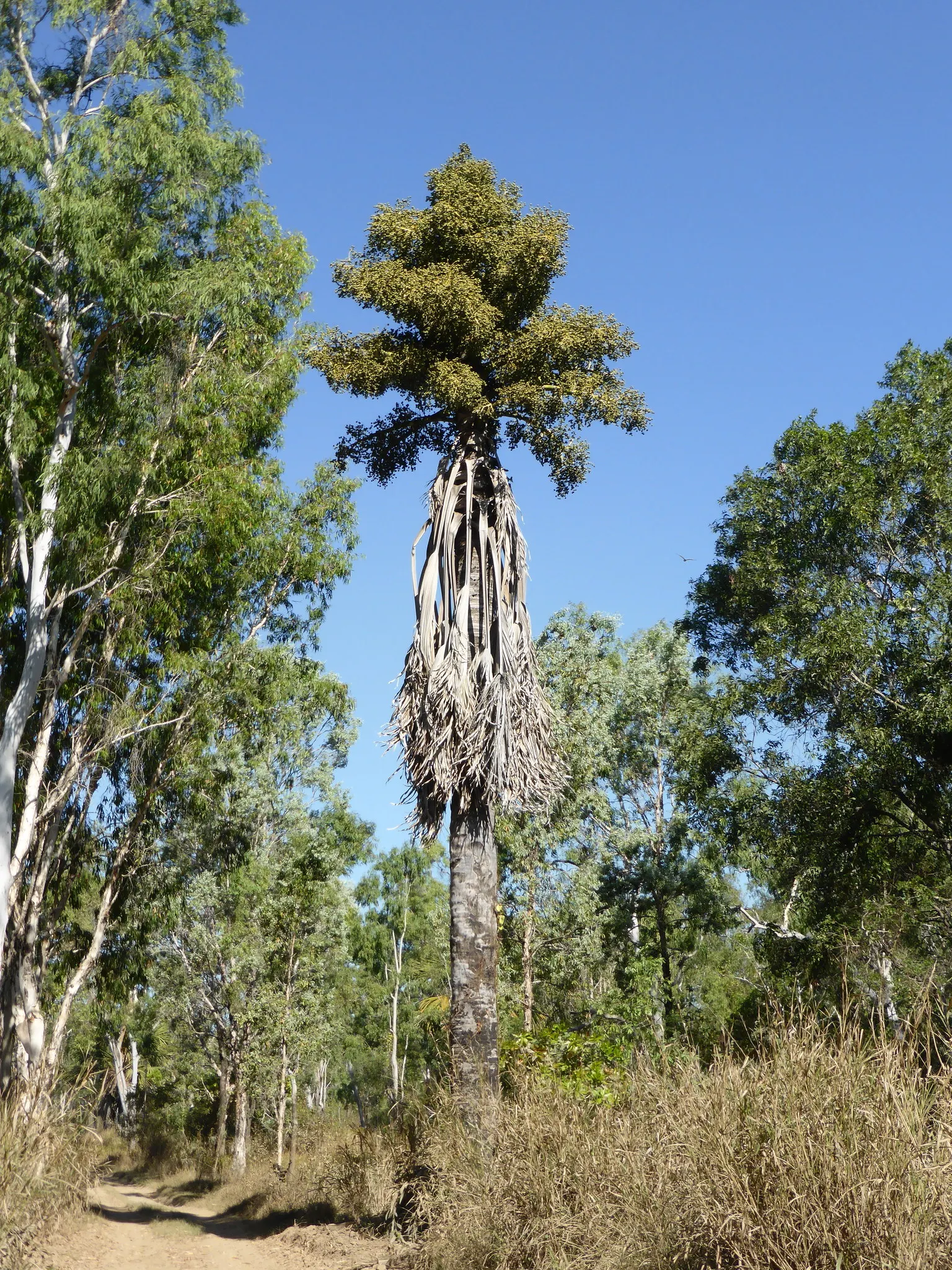 Table Palm (Livistona Rotundifolia) — incorporating the Table Palm into a garden can create an exotic and elegant focal point; the Table Palm (Livistona