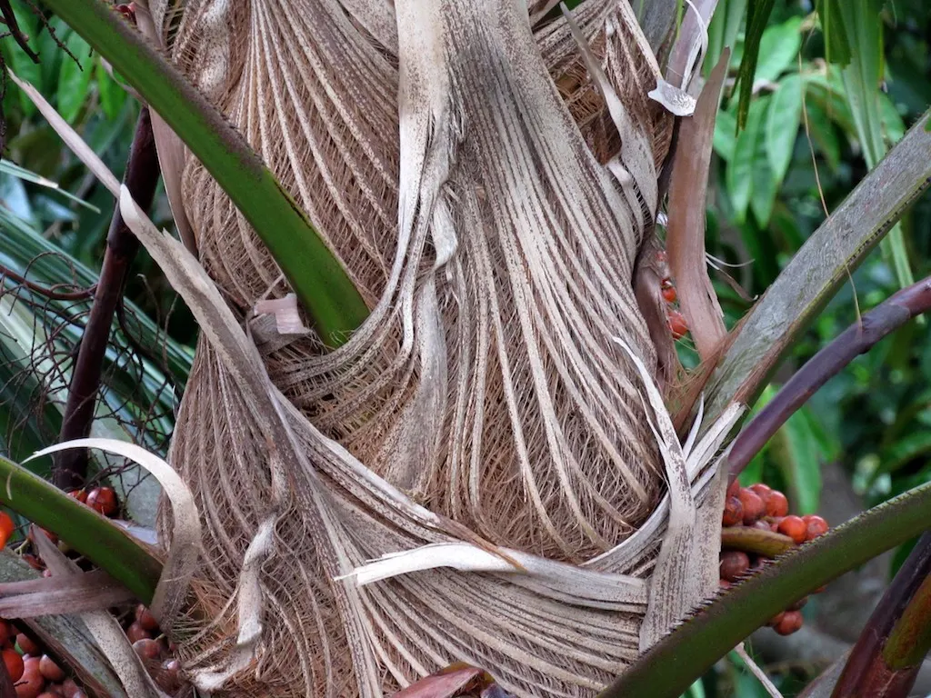 Table Palm (Livistona Rotundifolia) — creating a dramatic visual appeal; regular watering promotes lush growth, creating a dense, elegant foliage display
