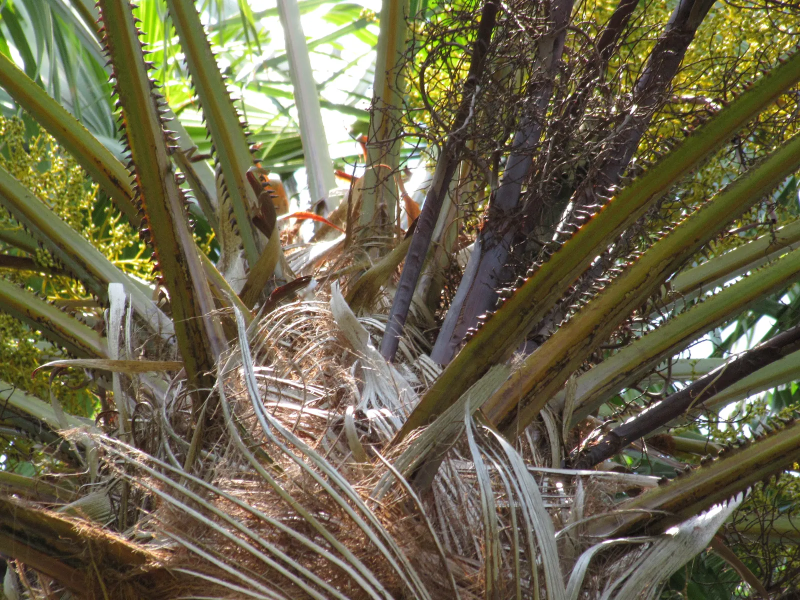 Table Palm (Livistona Rotundifolia) — while it may soar up to 40 to 50 feet in its native habitat; creating a dramatic visual appeal