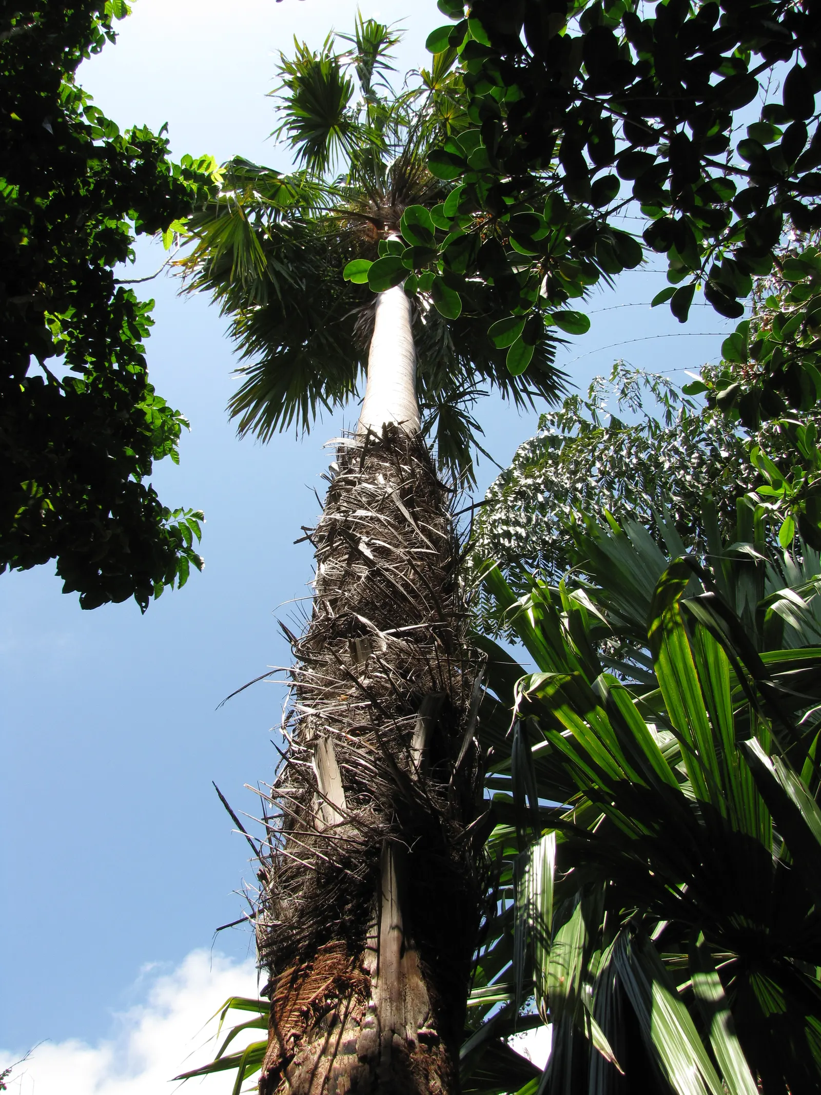 Table Palm (Livistona Rotundifolia) — making it versatile for various garden or interior settings; it's a low-maintenance choice suitable for containers or en